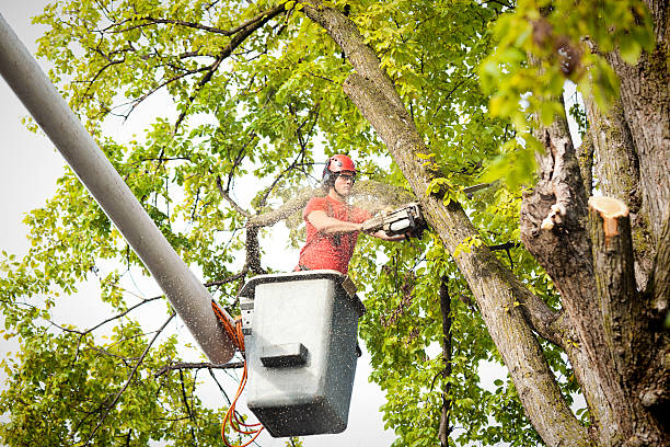 How Our Tree Care Process Works  in  Mount Pleasant, WI